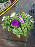 Seasonal Summer Hanging Basket with Petunia