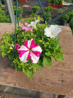 Seasonal Summer Hanging Basket with Petunia