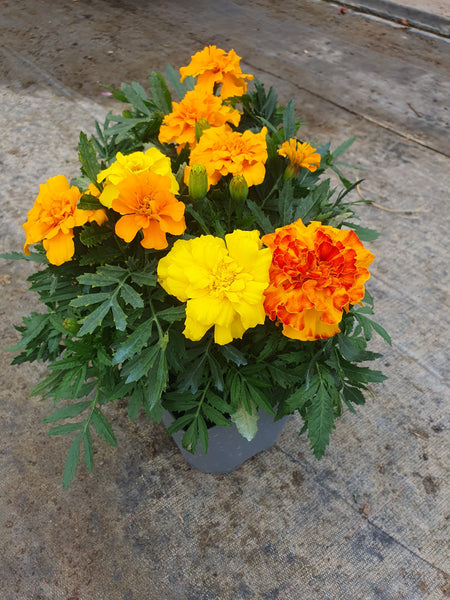2L Marigold mixed (Summer)