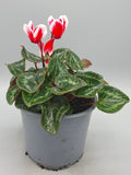 Cyclamen Large (Autumn, Spring, Indoor)