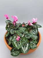 19.5cm Terracotta bowl with cyclamen (Christmas) *Woodlarks Delivery Only*