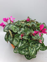 19.5cm Terracotta bowl with cyclamen (Christmas) *Woodlarks Delivery Only*