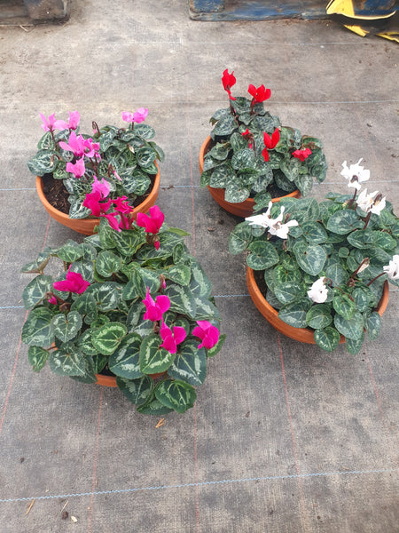 19.5cm Terracotta bowl with cyclamen (Christmas) *Woodlarks Delivery Only*