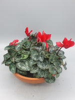 19.5cm Terracotta bowl with cyclamen (Christmas) *Woodlarks Delivery Only*