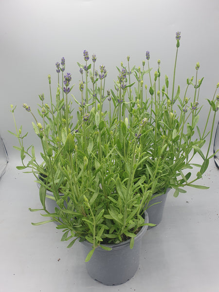 3x 1L Lavender (Summer, Perennial)