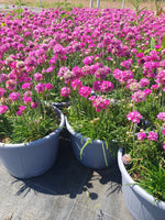 *DEAL OF THE WEEK* 2 for 1 Patio Pot Armeria