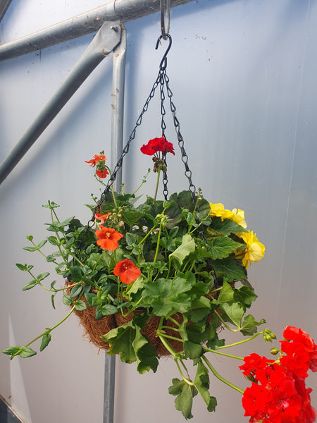 12" Coir Lined Seasonal Mixed Hanging Basket *Woodlarks Delivery only*