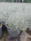 2Ltr Calocephalus, Summer, Autumn, Foliage