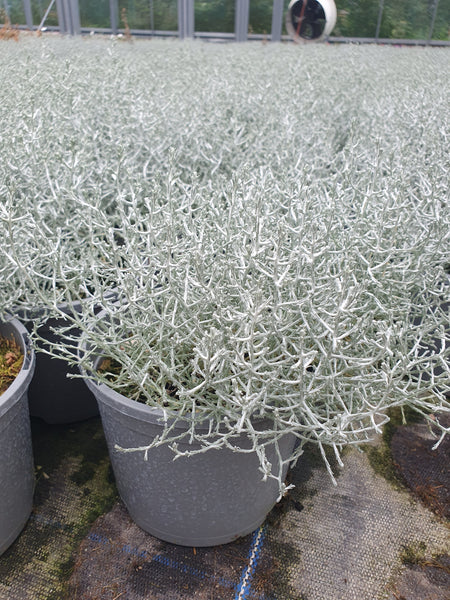 2Ltr Calocephalus, Summer, Autumn, Foliage