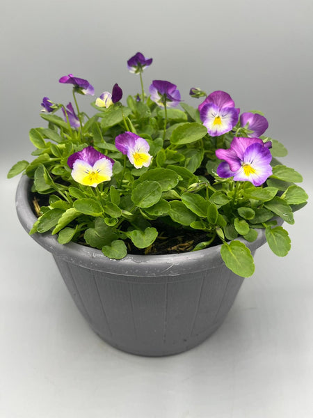 2 x 23cm Viola Patio Barrel  (Spring, Summer, Autumn)