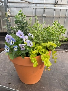 Terracotta Planted Patio Planter