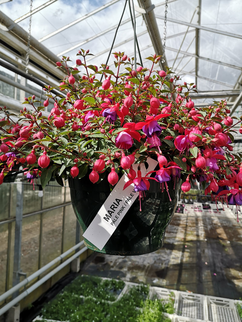 *NOW 2 FOR £20* 2 X Stunning Fuchsia Hanging Pots