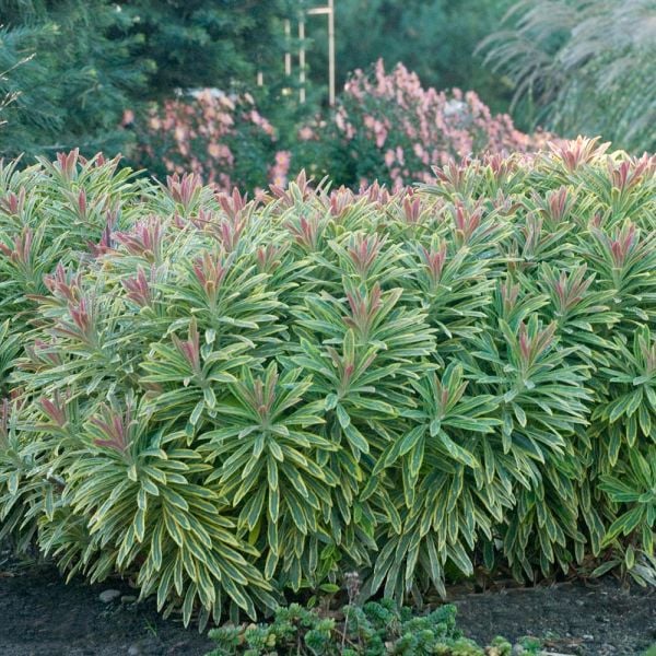Euphorbia Ascot Rainbow (Foliage, Perennial, Summer, Autumn, Winter)