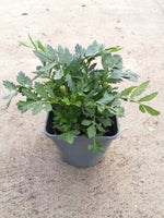 2L Marigold mixed (Summer)