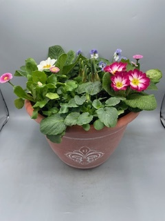 Fleur De Lys Seasonal planted Patio Pot