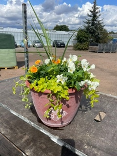 Fleur De Lys Seasonal planted Patio Pot
