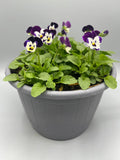 2 x 23cm Viola Patio Barrel  (Spring, Summer, Autumn)