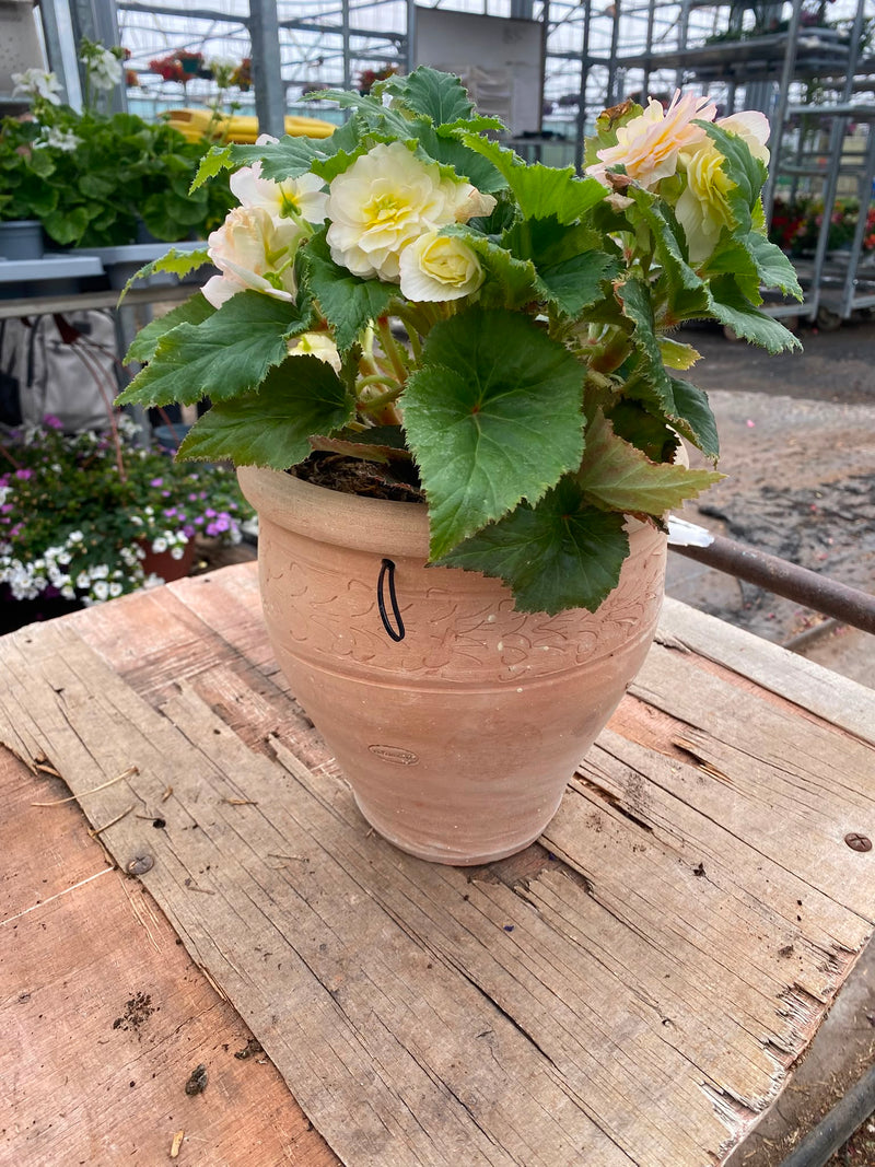 *Deal of The Week* Terracotta pot with Begonia * Woodlarks delivery Only*