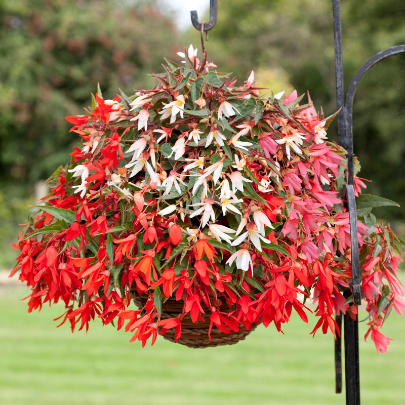 1L Trailing Begonia x 8 Mixed (Spring, Summer,)