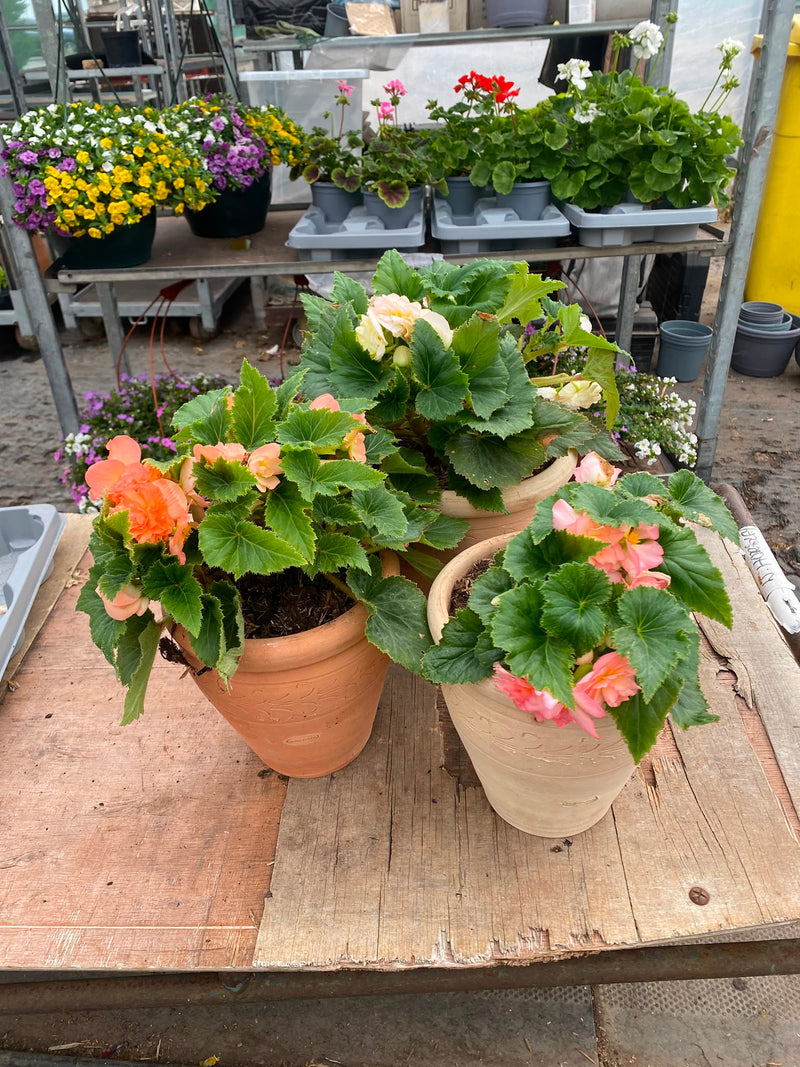 *Deal of The Week* Terracotta pot with Begonia * Woodlarks delivery Only*