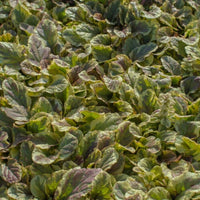 10.5cm Golden Beauty Ajuga, Perennial, Summer, Autumn, Spring, Foliage