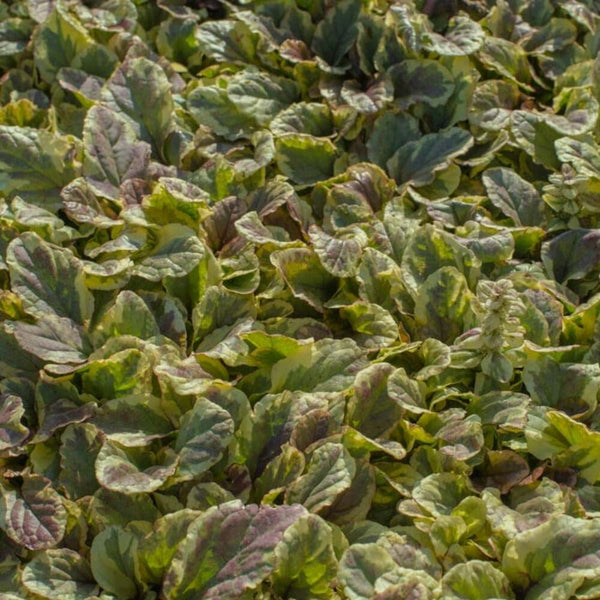 10.5cm Golden Beauty Ajuga, Perennial, Summer, Autumn, Spring, Foliage