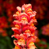 Antirrinhum SnapDragon 2L (Spring, Summer)