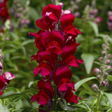 Antirrinhum SnapDragon 2L (Spring, Summer)