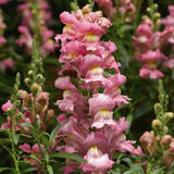 Antirrinhum SnapDragon 2L (Spring, Summer)