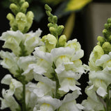 Antirrinhum SnapDragon 2L (Spring, Summer)
