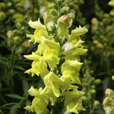 Antirrinhum SnapDragon 2L (Spring, Summer)