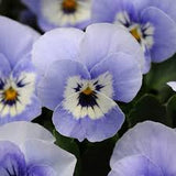 1L Viola Tray of 3 Pots (summer, autumn, spring)