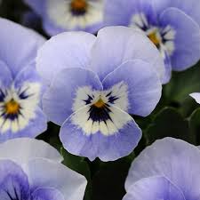 1L Viola Tray of 3 Pots (summer, autumn, spring)