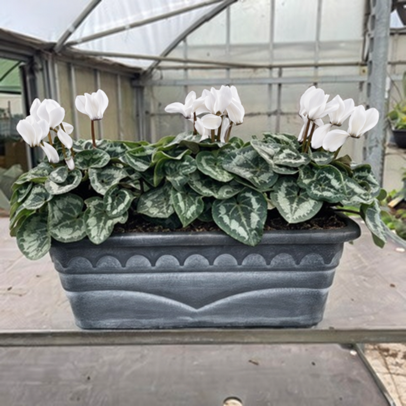 Seasonal Decorative Patio Trough with Cyclamen (Patio,Autumn, Christmas)