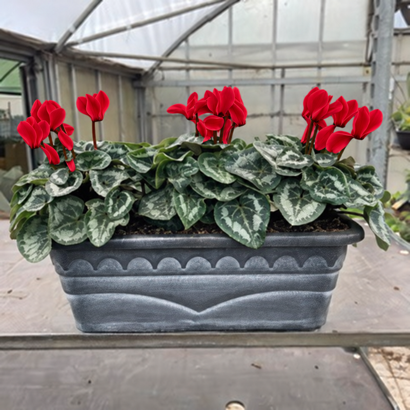 Seasonal Decorative Patio Trough with Cyclamen (Patio,Autumn, Christmas)