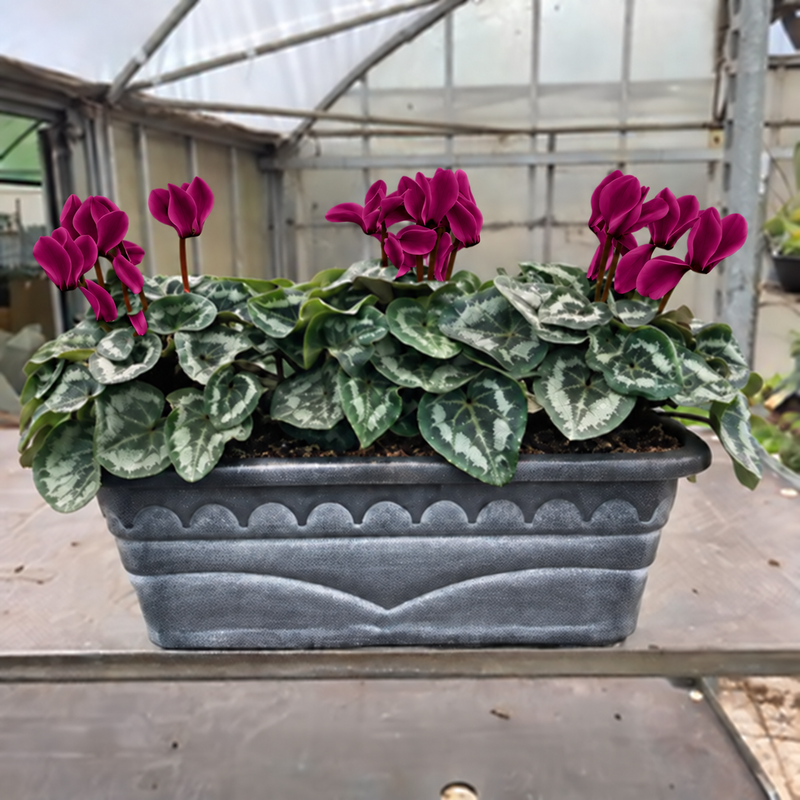 Seasonal Decorative Patio Trough with Cyclamen (Patio,Autumn, Christmas)