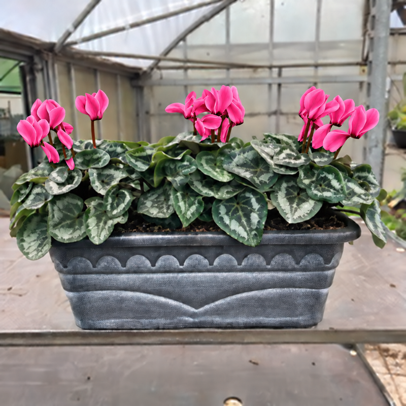Seasonal Decorative Patio Trough with Cyclamen (Patio,Autumn, Christmas)