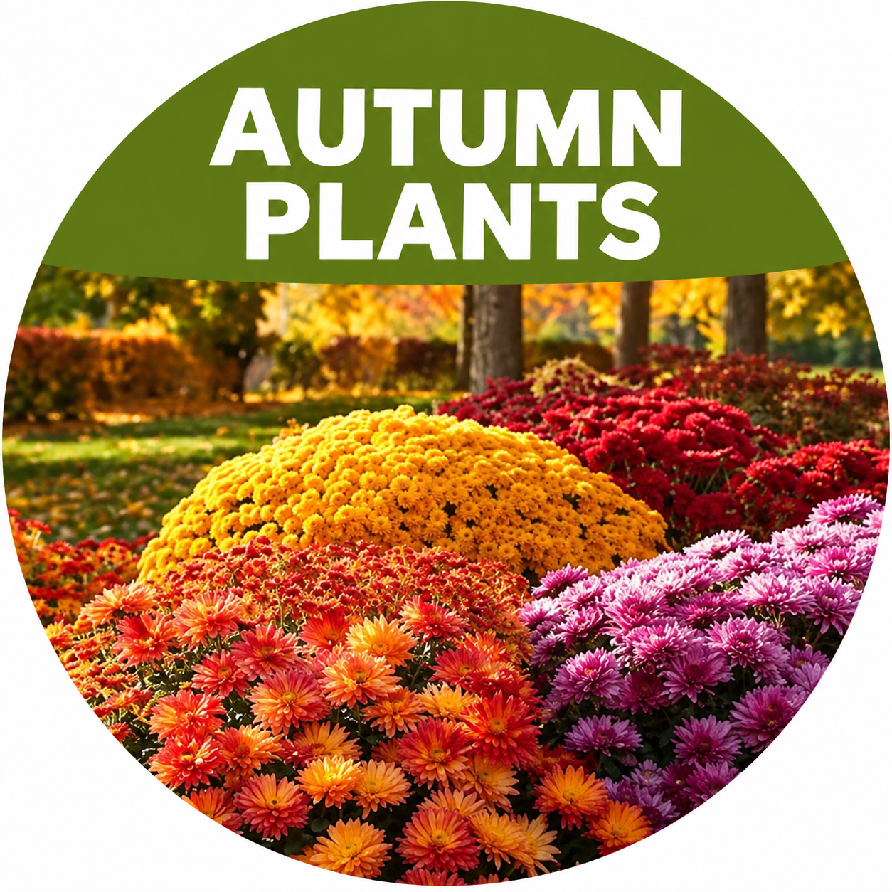 Autumn/Winter Plants