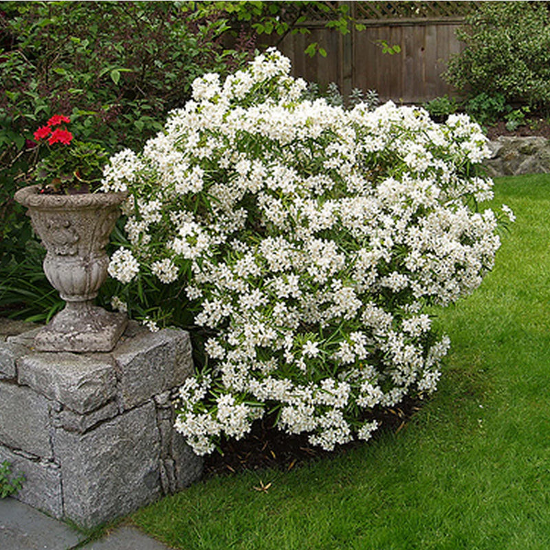 Choisya Aztec Pearl  (Perennial, Summer, Autumn, Spring, Foliage)