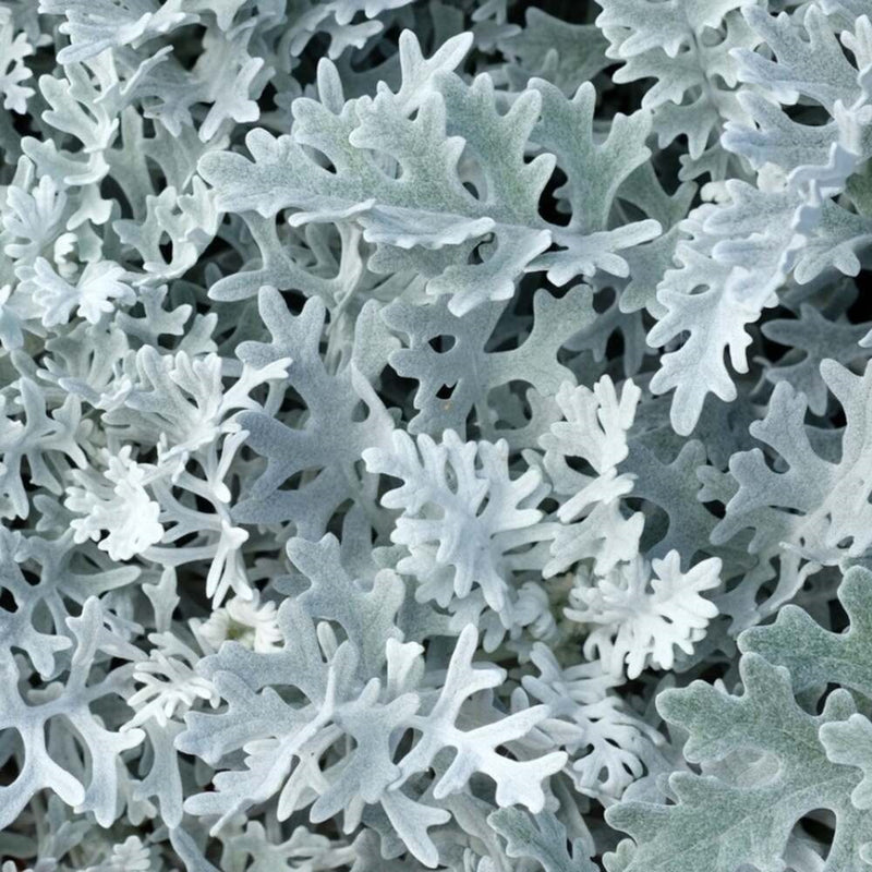 Cineraria Silverdust (Autumn, Spring)