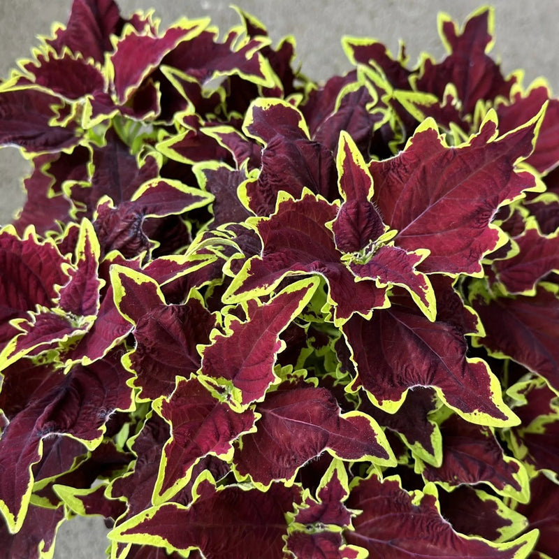 1L Coleus (Summer, foliage)