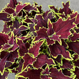1L Coleus (Summer, foliage)