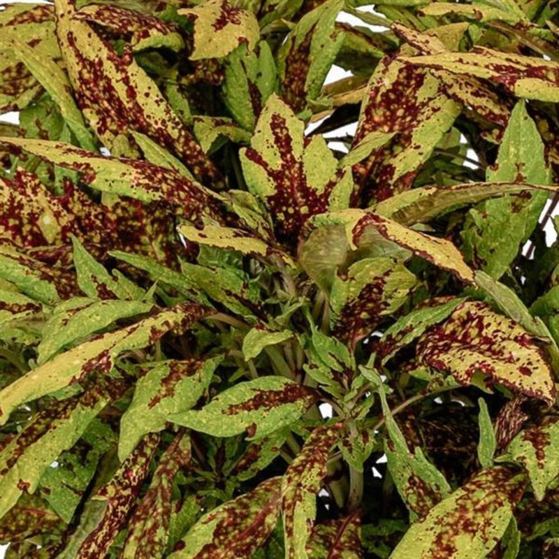 1L Coleus (Summer, foliage)