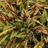 1L Coleus (Summer, foliage)