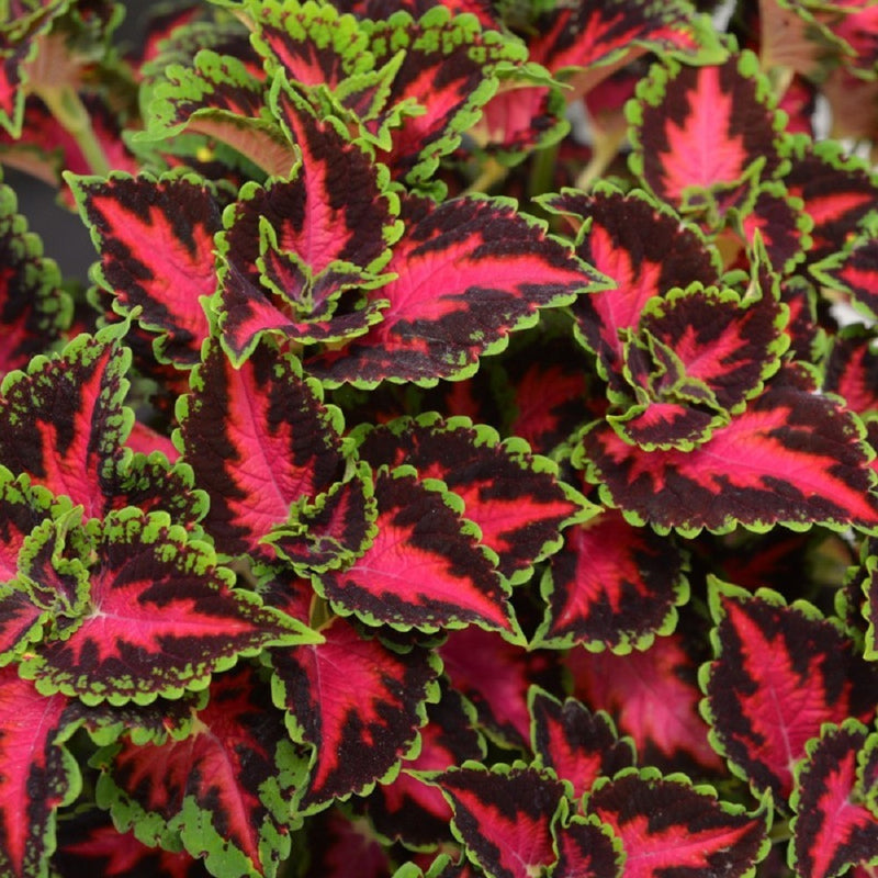 1L Coleus (Summer, foliage)