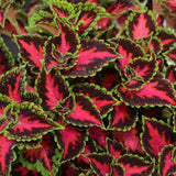1L Coleus (Summer, foliage)