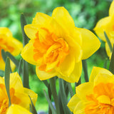 Large Daffodil Patio Pot (Autumn, Spring, Bulbs) *woodlark delivery only*