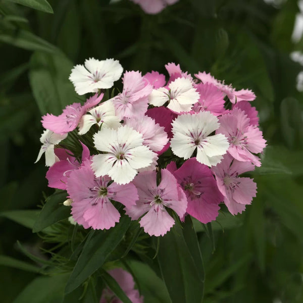 2L Dianthus Sweet William Mixed (Perennial, Summer, Autumn, Spring)