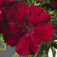 2L Dianthus 2 for £10 (Summer, Autumn, Spring)