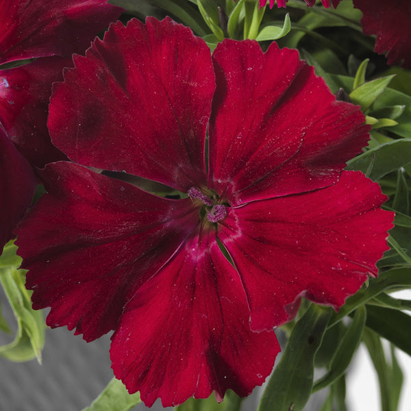 2L Dianthus 2 for £10 (Summer, Autumn, Spring)